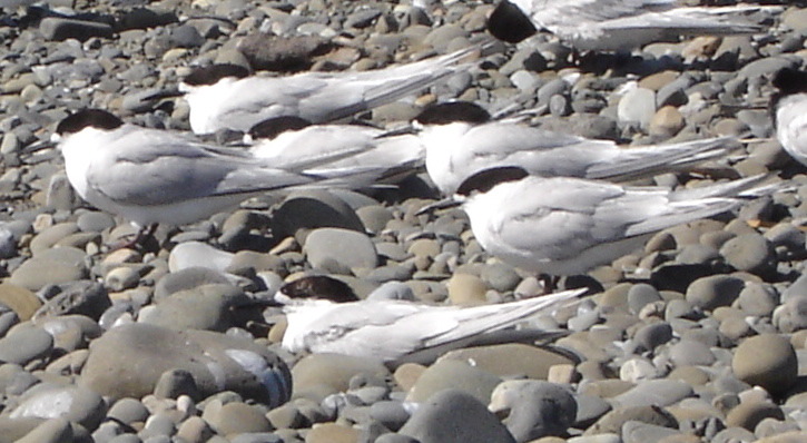 stern, detail