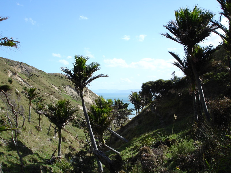 (Nikau) palmbosje