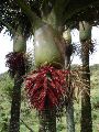 Nikau palm